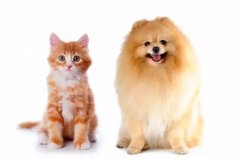 貓咪真的沒有狗狗忠誠嗎？