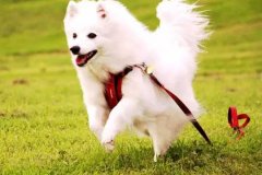 狗狗教會我們的人生道理，你做到了嗎？