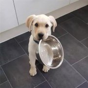 到了飯點不喂狗，你可知道后果的嚴重性？