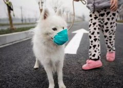 疫情下，如何保證寵物的安全？